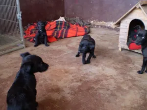 Cachorro raça  idade Abaixo de 2 meses nome Cães - Dourados