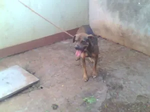 Cachorro raça SRD idade 1 ano nome Doação - Dourados