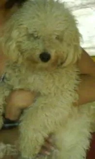 Cachorro ra a poodle idade 1 ano nome Marley