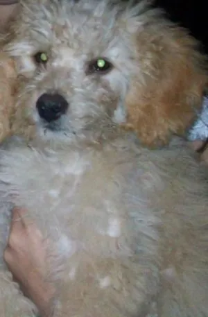 Cachorro raça poodle idade 1 ano nome Marley