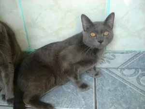 Gato raça SRD idade 7 a 11 meses nome Lindos filhotes - S