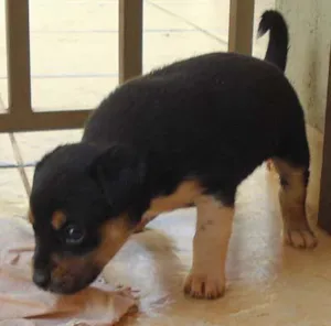 Cachorro raça SRD idade 2 a 6 meses nome Pequena