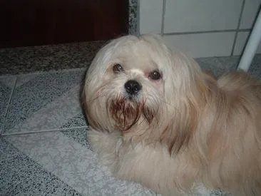 Cachorro ra a lhasa apso idade 5 anos nome spook