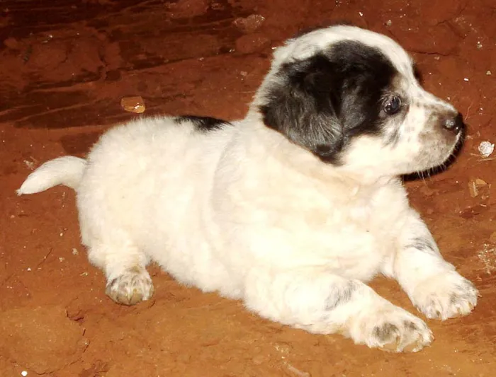 Cachorro ra a SRD idade 2 a 6 meses nome MEIGOS Dourados-MS