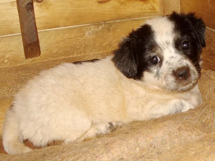 Cachorro ra a SRD idade 2 a 6 meses nome MEIGOS Dourados-MS