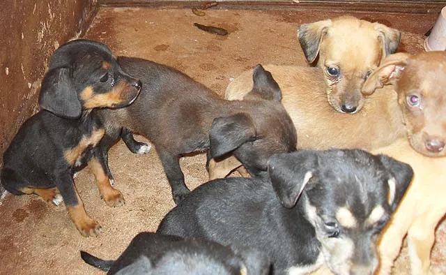 Cachorro ra a SRD idade 2 a 6 meses nome Novinhos DOURADOS-MS