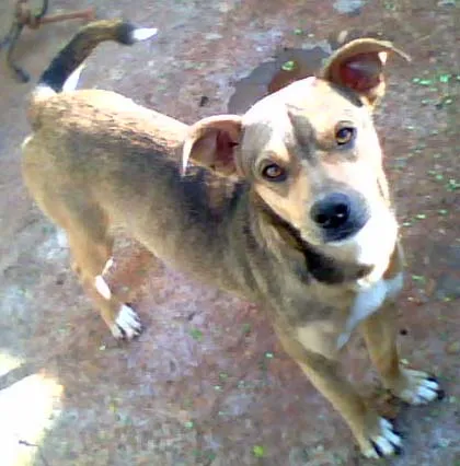 Cachorro ra a SRD idade 1 ano nome URGENTE Dourados-MS