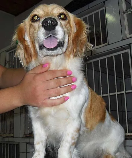 Cachorro ra a Cocker idade 1 ano nome Precisa DONO