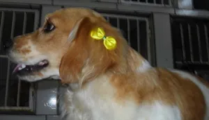 Cachorro raça Cocker idade 1 ano nome Precisa DONO