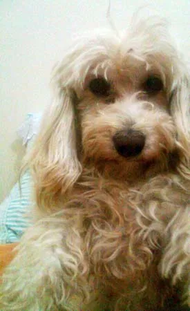 Cachorro ra a Poodle idade 2 anos nome ENCONTRADA