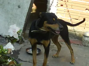 Cachorro raça raça indefinida idade 3 anos nome negão