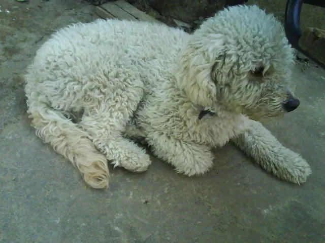 Cachorro ra a poodle idade 1 ano nome Marley