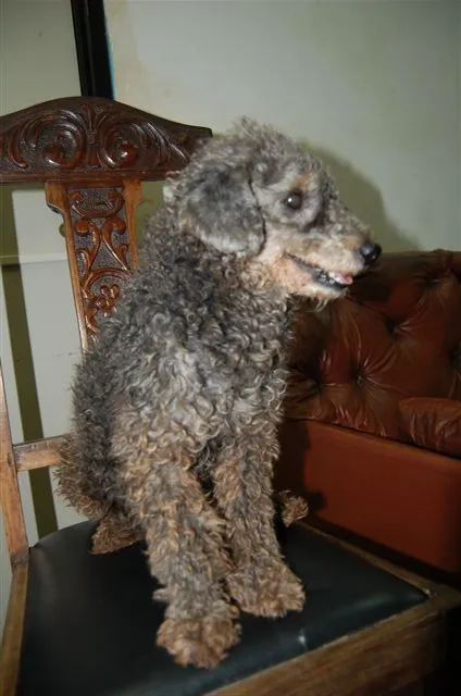 Cachorro ra a Poodle idade 2 anos nome ENCONTRADA Dourados-MS