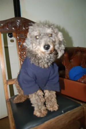 Cachorro raça Poodle idade 2 anos nome ENCONTRADA Dourados-MS