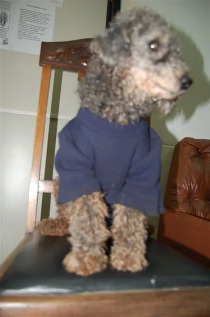 Cachorro ra a Poodle idade 2 anos nome ENCONTRADA Dourados-MS