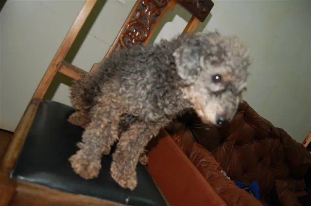 Cachorro ra a Poodle idade 2 anos nome ENCONTRADA Dourados-MS