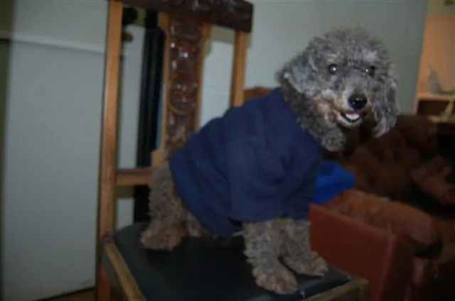 Cachorro ra a Poodle idade 2 anos nome ENCONTRADA Dourados-MS