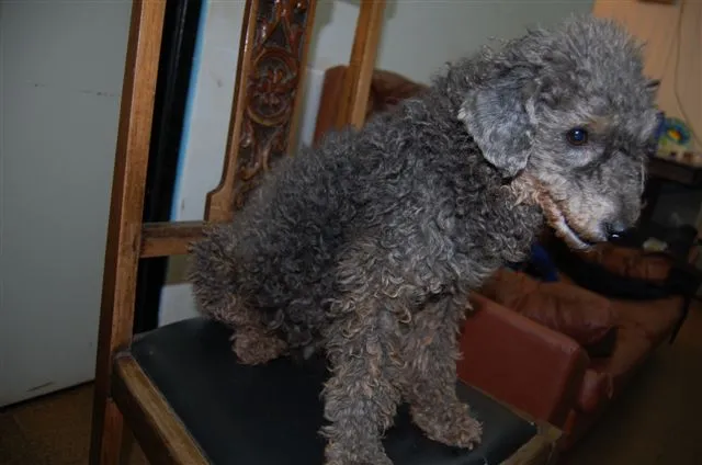 Cachorro ra a Poodle idade 2 anos nome ENCONTRADA Dourados-MS