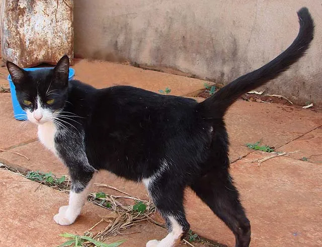 Gato ra a SRD idade 2 anos nome CASTRADO