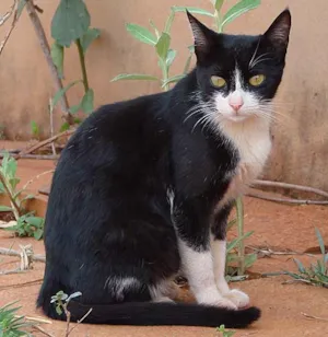 Gato raça SRD idade 2 anos nome CASTRADO