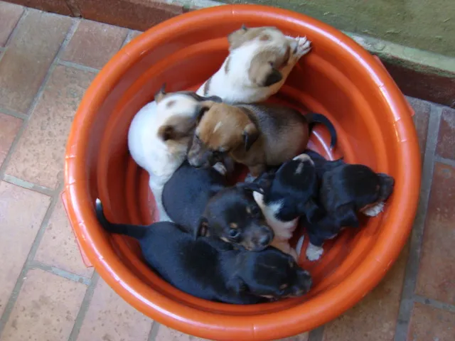 Cachorro ra a SRD idade Abaixo de 2 meses nome bebês