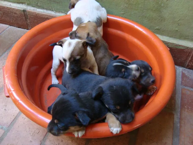 Cachorro ra a SRD idade Abaixo de 2 meses nome bebês