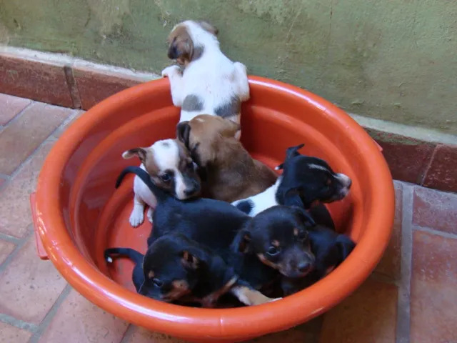 Cachorro ra a SRD idade Abaixo de 2 meses nome bebês