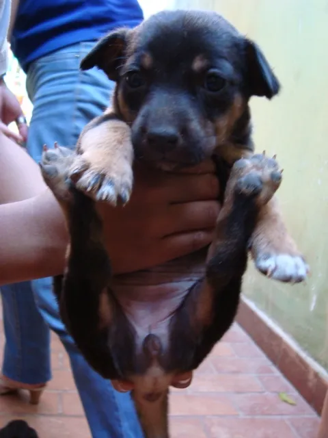 Cachorro ra a SRD idade Abaixo de 2 meses nome bebês