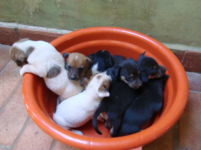 Cachorro ra a SRD idade Abaixo de 2 meses nome bebês