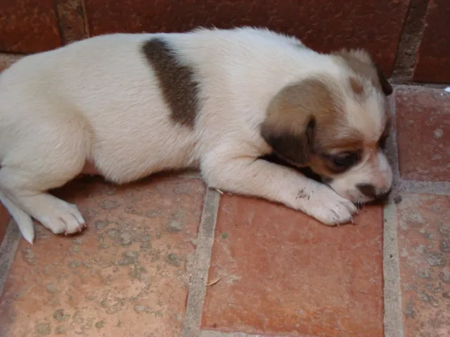 Cachorro ra a SRD idade Abaixo de 2 meses nome bebês