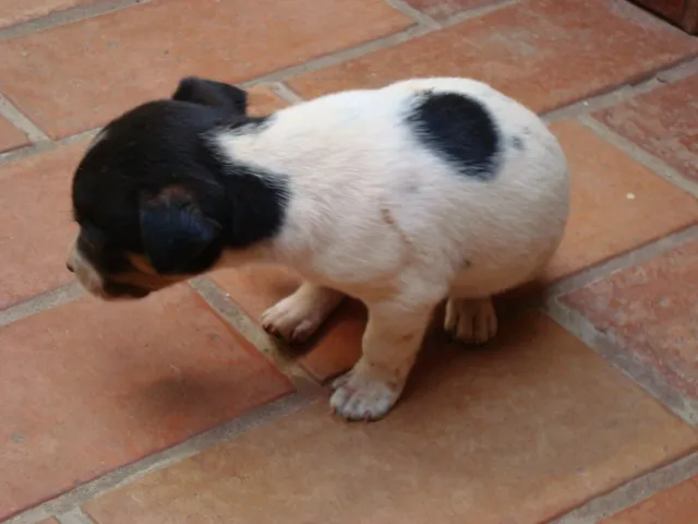 Cachorro ra a SRD idade Abaixo de 2 meses nome bebês