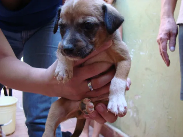 Cachorro ra a SRD idade Abaixo de 2 meses nome bebês