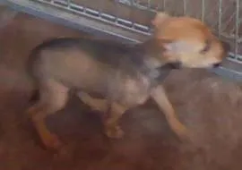 Cachorro ra a SRD idade 1 ano nome Varios Dourados-MS