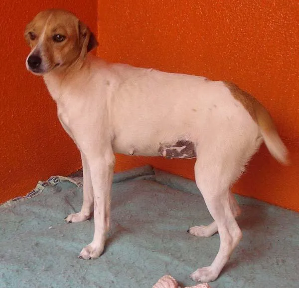 Cachorro ra a SRD idade 1 ano nome Varios Dourados-MS