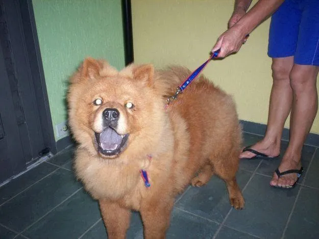 Cachorro ra a Chow Chow idade 1 ano nome Astor