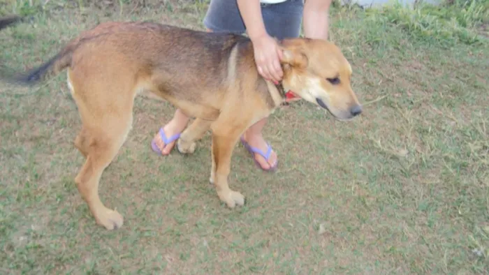 Cachorro ra a SRD idade 7 a 11 meses nome Grandes Dourados-MS