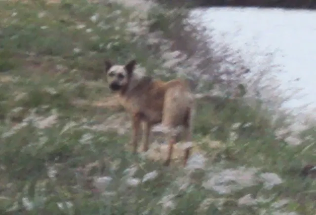 Cachorro ra a SRD idade 7 a 11 meses nome Grandes Dourados-MS