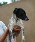Malhada - ME ADOTE!!