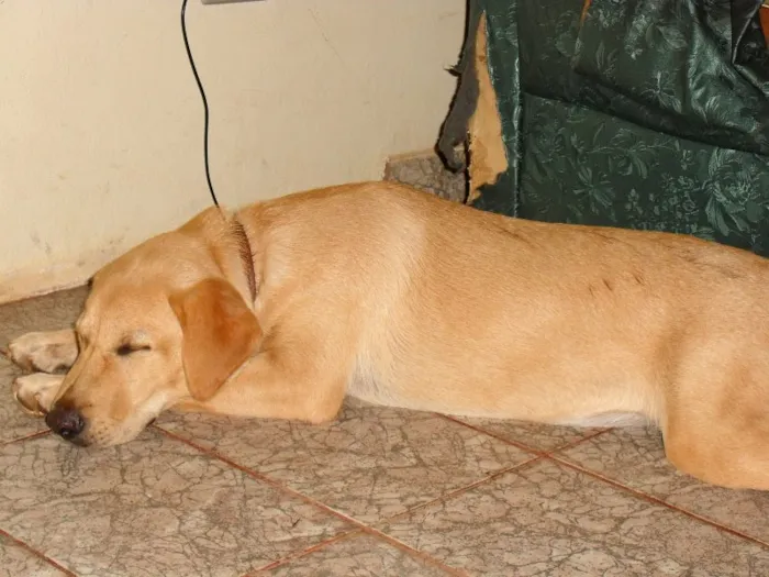 Cachorro ra a LABRADOR idade 1 ano nome DORA