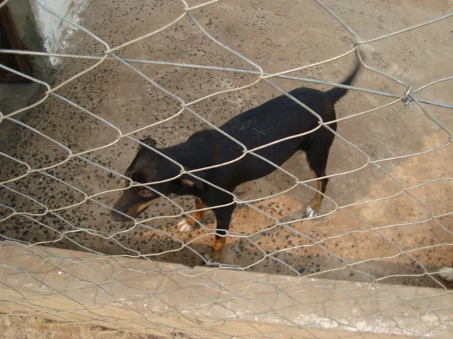 Cachorro ra a srd idade 3 anos nome Lalá e Lulu