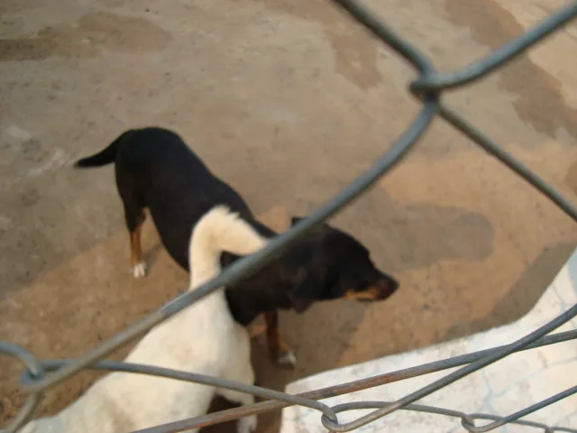 Cachorro ra a srd idade 3 anos nome Lalá e Lulu