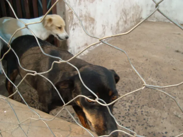 Cachorro ra a srd idade 3 anos nome Lalá e Lulu