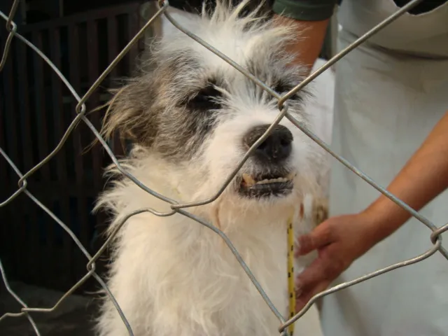 Cachorro ra a srd idade 3 anos nome Lalá e Lulu