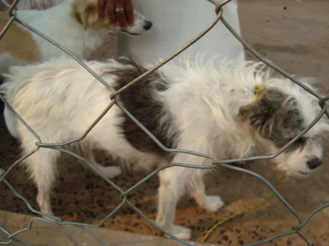 Cachorro ra a srd idade 3 anos nome Lalá e Lulu