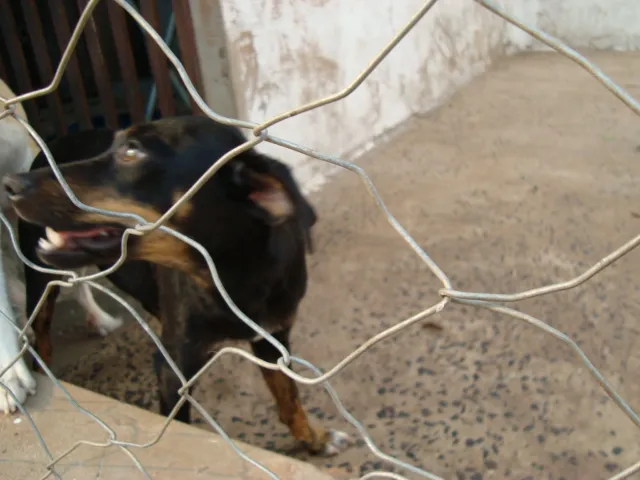 Cachorro ra a srd idade 3 anos nome Lalá e Lulu