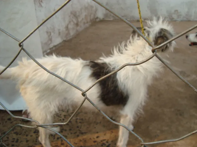 Cachorro ra a srd idade 3 anos nome Lalá e Lulu