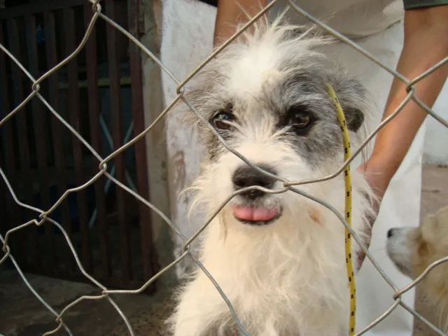 Cachorro ra a srd idade 3 anos nome Lalá e Lulu