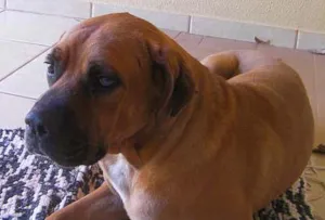 Cachorro raça SRD idade 2 anos nome PROCURA em Dourados