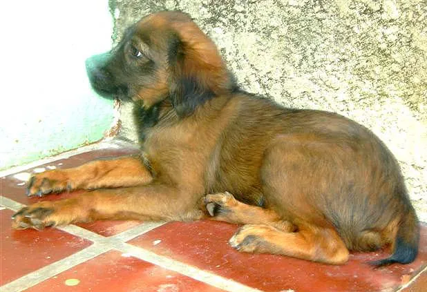 Cachorro ra a SRD idade 2 a 6 meses nome Principe e Princesa