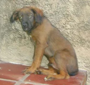 Cachorro raça SRD idade 2 a 6 meses nome Principe e Princesa